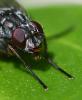 Phaonia subventa
